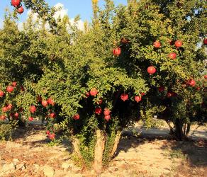 Pomegranate