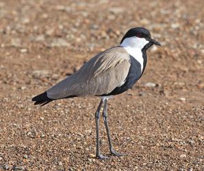 Spur winged Lapwing