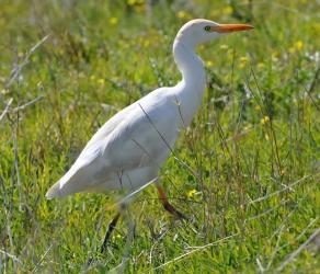 Egret