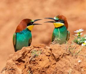 Bee Eater