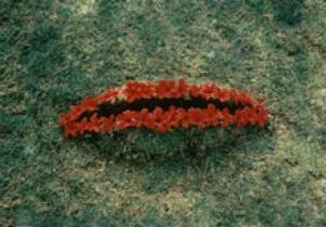 "Cut".1987. Soil, grass, flowers. 40x150x60 cm. Israel