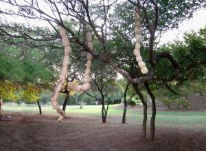 Laura Marcos. Intervention in the Land Wood. 1.5m X 2m. Argentina. www.lauramarcosarts.com.ar