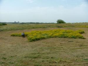 "Wild Flowers".2007. Grass. 80x1500x1500 cm. The Green gallery, Israel