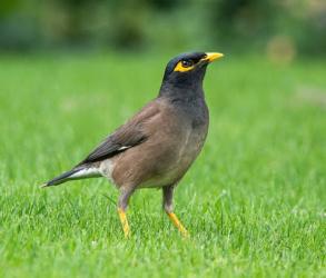 Myna