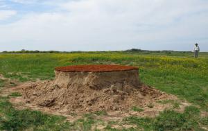 "Nature's Phenomenon", 2009. Various soil types. Radius 700 cm height 140 cm. The Green gallery, Israel.