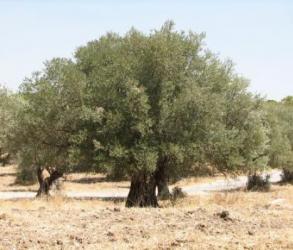 Olive tree