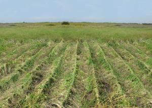 "Braids", 2010. Grass. 0.2 x 10 x 15 meters.The Green gallery, Israel