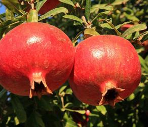 Pomegranate fruit