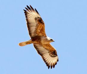 Long-legged buzzard