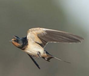 Swallow bird