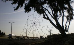 "Spider Web", 2009. Sizel rope. 800x100 cm. The Green gallery, Israel.