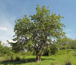 White Mulberry