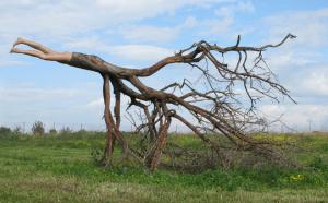 And Time to Displace", 2009. Tree, plastic mannequin. 250x400x230 cm. The Green gallery, Israel.