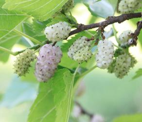 White Mulberry fruit