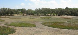 "Worlds", 2010. Grass. The Green gallery, Israel.