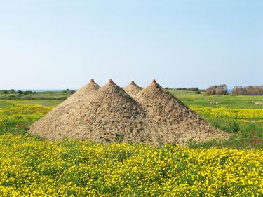 טניה פרמינגר. "פירמידה".